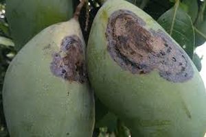 uploads/images/disease/Anthracnose of mango.jpg
